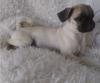 Puppies for sale Finland, Pori Pug