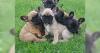 Puppies for sale Estonia, Sillamyae French Bulldog