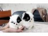 Puppies for sale Spain, Toledo Pomeranian Spitz