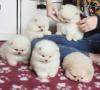 Puppies for sale Spain, Albacete Pomeranian Spitz