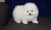 Puppies for sale Spain, Badajoz , Pomeranian