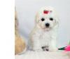 Puppies for sale Finland, Lapperanta Maltese