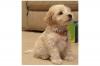 Puppies for sale Finland, Turks , Cockapoo