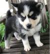 Puppies for sale Spain, Guadalajara , pomsky