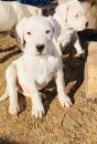 Puppies for sale Netherlands, Amsterdam Other breed, Dogo Argentino