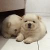 Puppies for sale Russia, Moscow Chow Chow