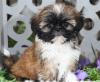 Puppies for sale Finland, Helsinki Shih Tzu