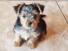 Puppies for sale Germany, Brandenburg Yorkshire Terrier