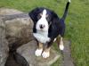 Puppies for sale Netherlands, Amsterdam Great Swiss mountain Dog