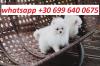 Dogs  free Cyprus, Nicosia Pomeranian Spitz