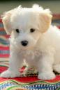 Puppies for sale Poland, Bytom Maltese