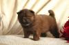 Puppies for sale Canada, Alberta Chow Chow
