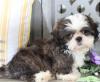 Puppies for sale Finland, Tampere Shih Tzu