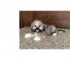 Puppies for sale Finland, Turks Lhasa Apso