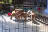 Puppies for sale Hungary, Debrecen English Bulldog