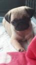 Puppies for sale Austria, Linz Pug