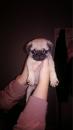 Puppies for sale Luxembourg, Luxembourg Pug