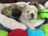 Puppies for sale Luxembourg, Luxembourg Chow Chow