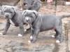 Puppies for sale Netherlands, Rotterdam Staffordshire Bull Terrier