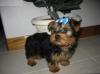 Puppies for sale Poland, Warsaw Yorkshire Terrier