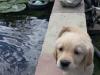 Puppies for sale Czech Republic, Banska Bystrica Golden Retriever