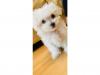 Puppies for sale Spain, Barcelona Maltese