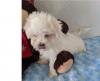 Puppies for sale Netherlands, Maastricht Maltese
