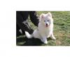 Puppies for sale Canada, Alberta Samoyed dog (Samoyed)