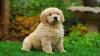 Puppies for sale Greece, Heraklion Golden Retriever