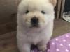 Puppies for sale Greece, Patra Chow Chow