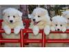 Puppies for sale Netherlands, Rotterdam Samoyed dog (Samoyed)