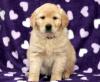 Puppies for sale Portugal, Port Golden Retriever