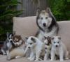 Puppies for sale Germany, Munich Haski