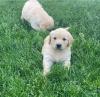 Puppies for sale Spain, Oviedo Golden Retriever