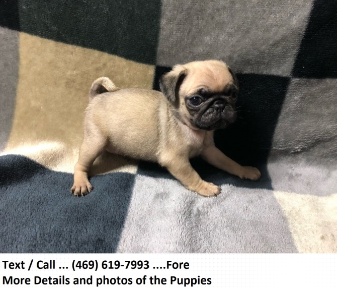Puppies for sale Cyprus, Nicosia Pug