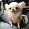 Puppies for sale Netherlands, Amsterdam Chihuahua