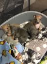 Puppies for sale Germany, Cologne Italian Greyhound
