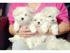 Puppies for sale Netherlands, Maastricht Maltese