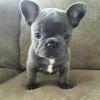 Puppies for sale Germany, Hannover French Bulldog
