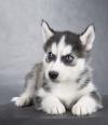 Puppies for sale France, Paris Haski
