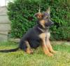 Puppies for sale Denmark, Kopenagen German Shepherd Dog