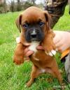 Puppies for sale Netherlands, Breda Boxer