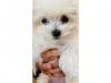 Puppies for sale Hungary, Budapest Maltese