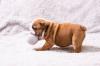 Puppies for sale Cyprus, Ayia Napa English Bulldog
