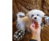 Puppies for sale Netherlands, Hoorn Maltese
