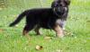 Puppies for sale France, Paris German Shepherd Dog