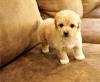 Puppies for sale Netherlands, Hurley , Cockapoo