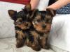 Puppies for sale Netherlands, Amsterdam Yorkshire Terrier