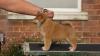 Puppies for sale Spain, Salamanca , Shiba Inu