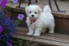 Puppies for sale Netherlands, Rotterdam Maltese